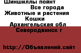 Шиншиллы пойнт ns1133,ny1133. - Все города Животные и растения » Кошки   . Архангельская обл.,Северодвинск г.